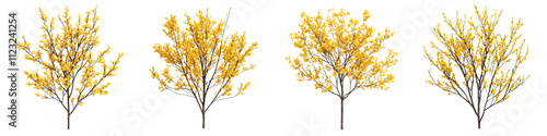 Striking yellow witch hazel blooms beautifully adorning the bare branches of autumn trees creating a vibrant natural and backdrop