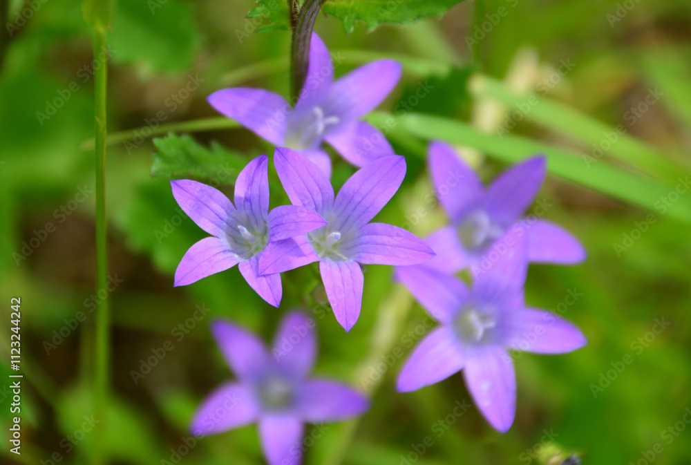 Fototapeta premium a group of purple bluebells in the green grass background close up