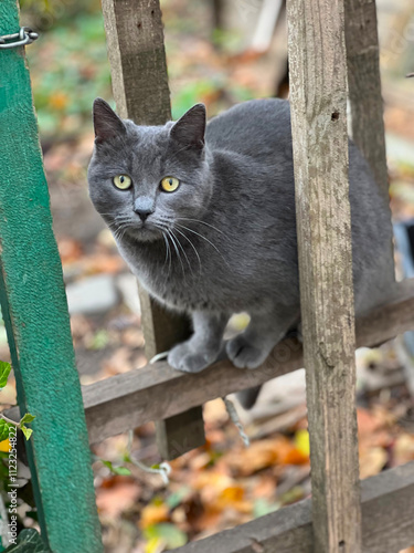 Grey cat is sitting on fence in the autumn day and mischiev looking straight at the camera mischiev