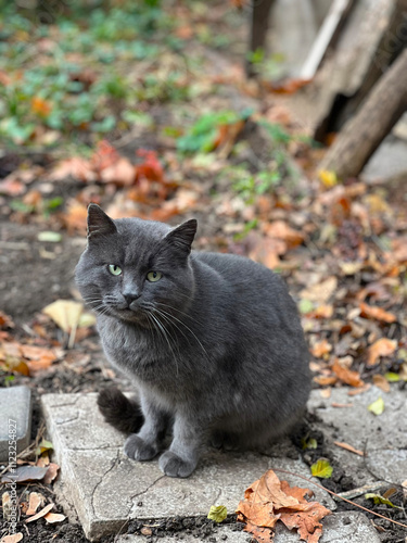Grey cat is sitting on stone stairs in the autumn day looking straight at the camera