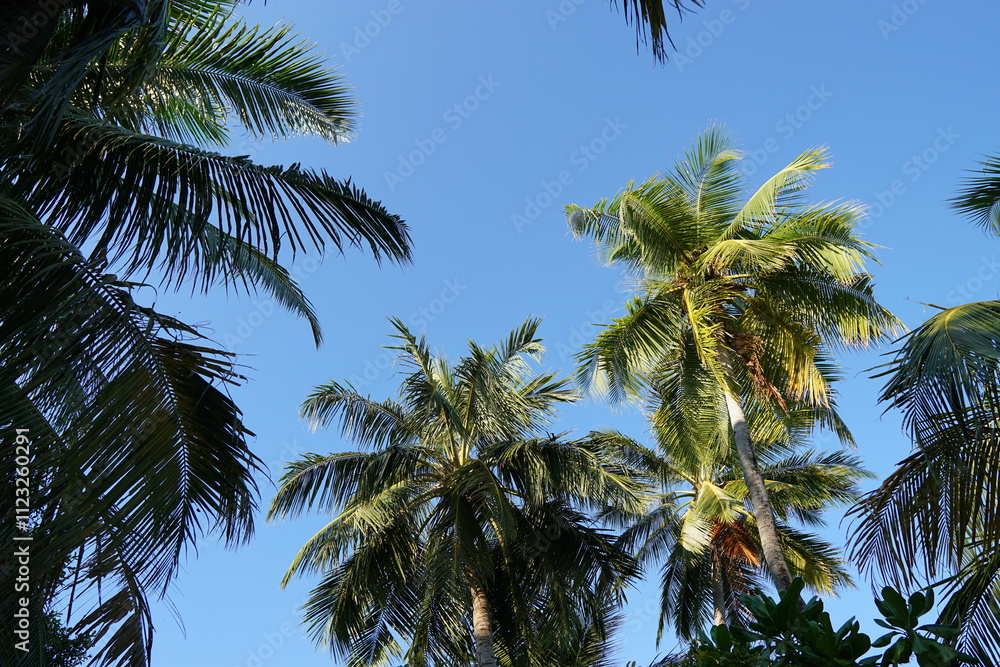 Fototapeta premium palm trees against sky