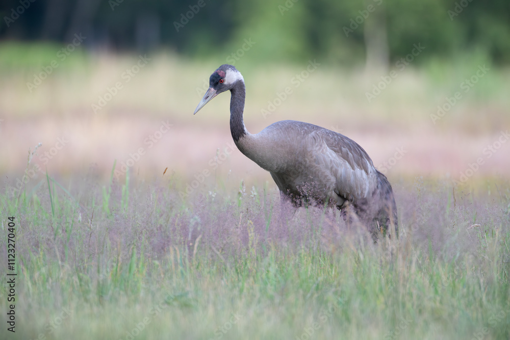 Fototapeta premium Crane among fluffy grass in a meadow