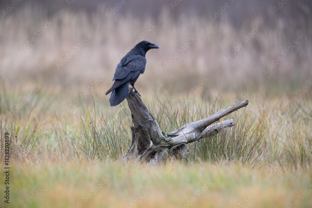 Obraz premium A raven on a stump against the background of tall grass