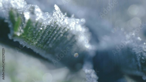 Macro view of Mimosa leafs and flowers with ice in the winter morning light.