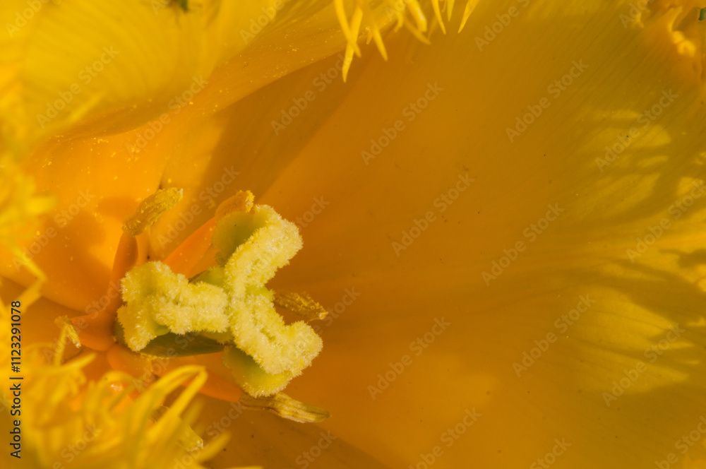 Fototapeta premium yellow tulip flower