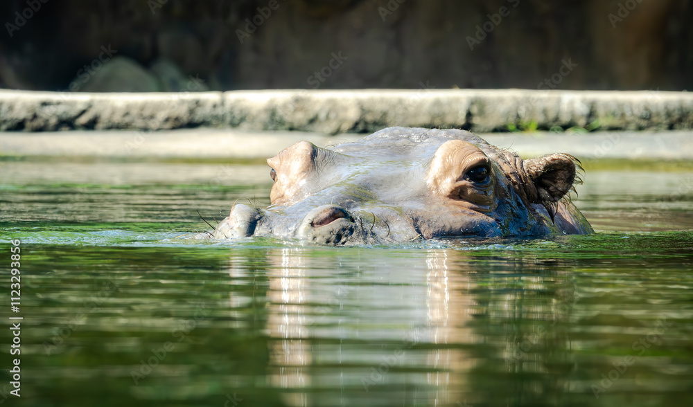 Fototapeta premium Nile Hippopotamus in a water habitat at the zoo. Populations decreasing in Native Africa. The semiaquatic Hippo can run 35 mph on land, sleep under water and aggressively defends its territory.