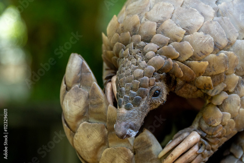 Close-up of a pangolin showcasing its intricate scales, sharp claws, and unique features, set against a blurred natural background highlighting this rare and fascinating creature.