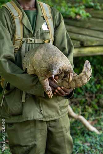 Foto A wildlife conservationist carefully holds a pangolin, showcasing its unique scales and long tongue, in a forested environment focused on wildlife protection and education