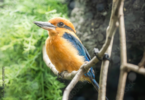 Micronesian Kingfisher sitting on a branch at the zoo. Native to Guam exists only in captivity in Guam and the U.S. Brought to extinction by an  invasive species the brown tree snake. photo