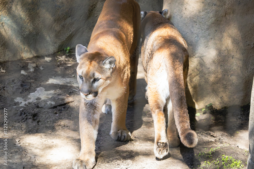 Naklejka premium Two Florida Panthers passing one another at the zoo. Critically endangered between 129 and 200 believed to be in the wild. Just as many have been killed in vehicle collisions in the last 10 years.