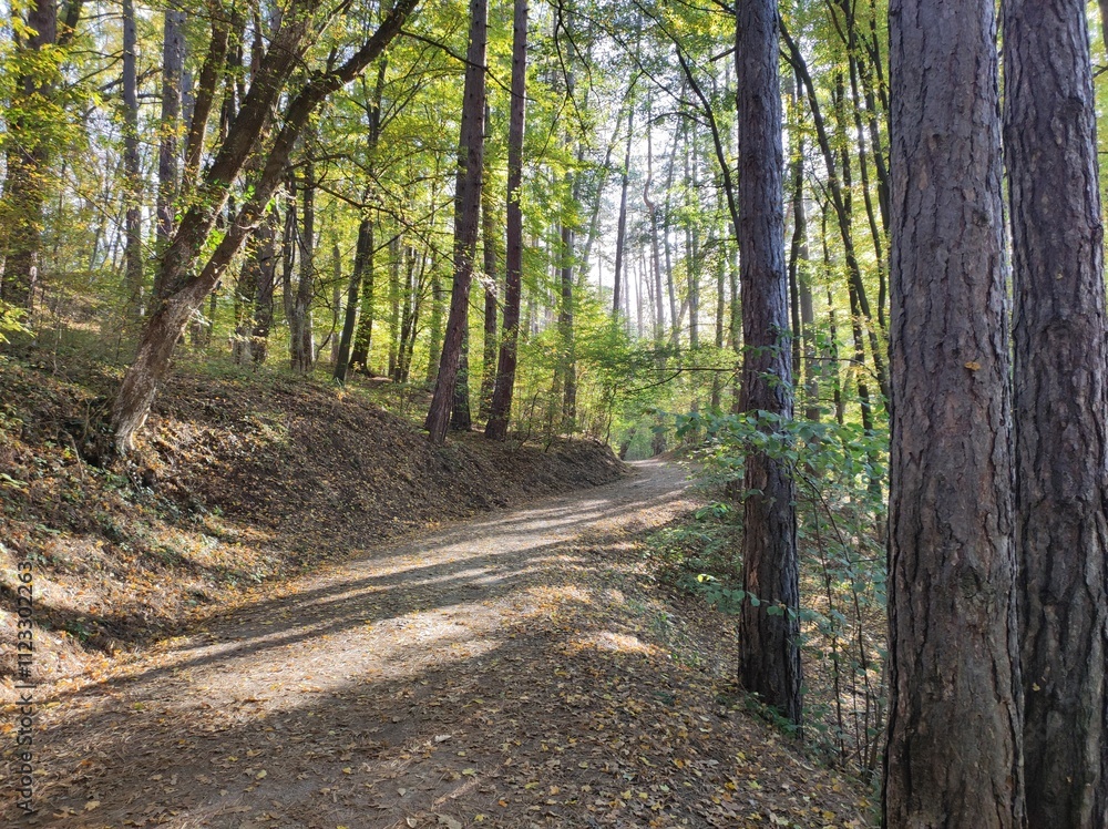 Obraz premium Path in the forest in sunlight