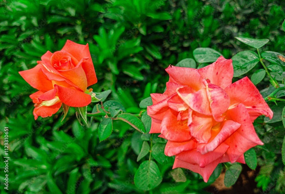 Beautiful pink rose flower blooming, high quality photo. Beautiful pink rose flower blooming, high quality photo.