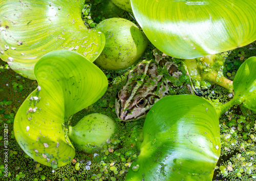 The marsh frog (Pelophylax ridibundus), frog in water, photo