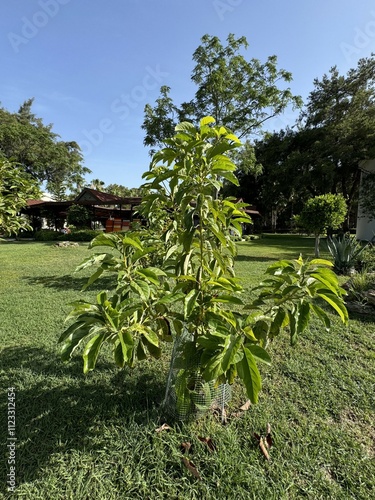 Persea americana mill or avocado, lauraceae or gratissima plant. Close-up. The avocado, alligator pear or avocado pear (Persea americana) is an evergreen tree in the laurel family (Lauraceae).
 photo