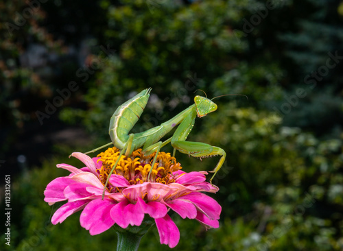 Hierodula transcaucasica - young green praying mantis hunting flying insects on pink flower, Ukraine photo