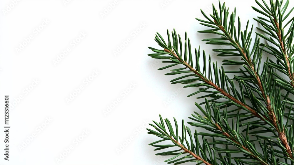 A design featuring a greeting card adorned with branches from a Christmas tree , isolated on white background, , copy space, copy space for text, A design featuring a greeting card adorned with branches from a Christmas tree , isolated on white background, , copy space, copy space for text,