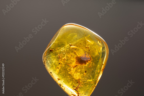 animal insect inclusions cricket, spiders, beetles, ants and mosquito encased in amber photo