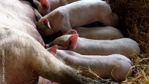 Close up of piglets feeding on mother pig's or sow milk in the barn enclosure.