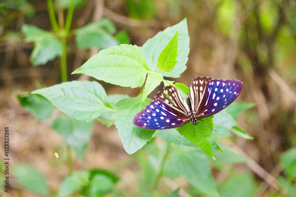 vibrant butterfly with striking blue and white patterns rests on green leaves, showcasing its beauty in natural setting. lush foliage enhances colorful display of butterfly vibrant butterfly with striking blue and white patterns rests on green leaves, showcasing its beauty in natural setting. lush foliage enhances colorful display of butterfly