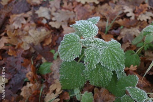 frost on the leaves photo