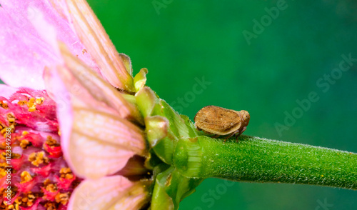 Agalmatium flavescens - close-up of a small plant sap-sucking leafhopper insect on a flower stem, Ukraine photo