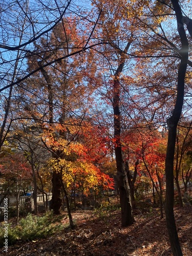 가을 단풍 