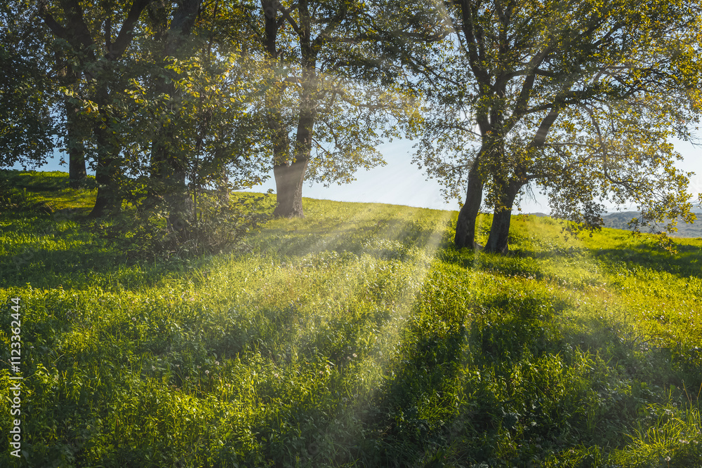 Fototapeta premium Sunbeams pour into the autumn forest creating a mystical ambiance. Ray of sunlight in forest green.