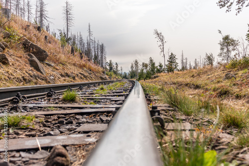 Bahnschiiene im Wald