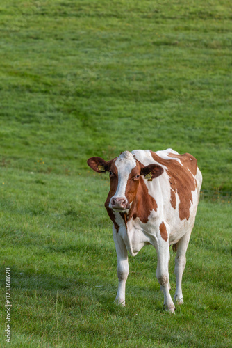 Kuh auf der Weide