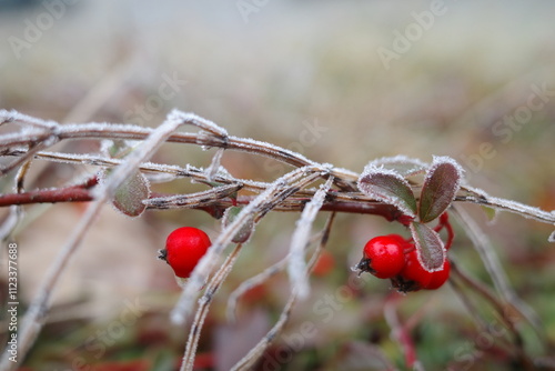 red berries in frost on the branch photo