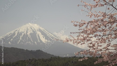 富士山と青空を背景にした風に揺れる桜の花のクローズアップ、固定撮影