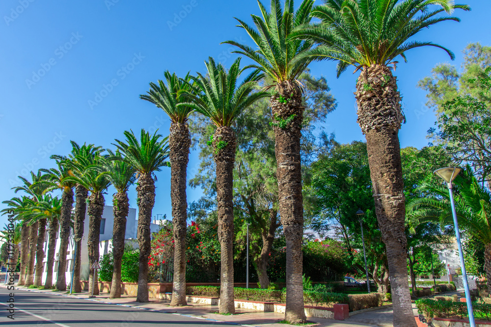 Beautiful tree-lined avenue in the old town of Safi in Morocco
