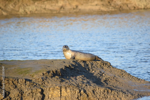 Seehund