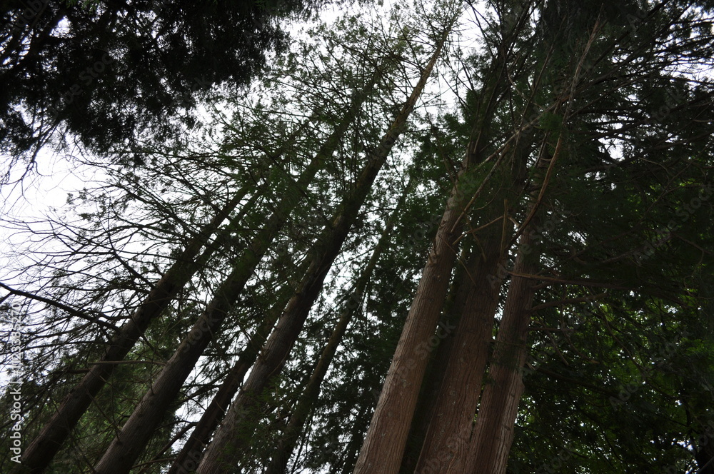 Fototapeta premium arbres