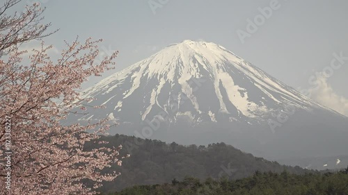 富士山と青空を背景にした風に揺れる桜の花のクローズアップ、固定撮影