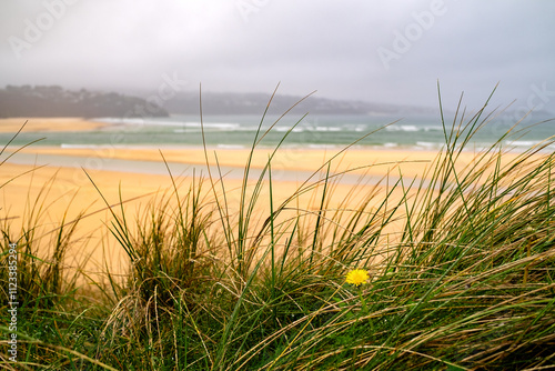 View from Upton Towans beach from the dunes with grass and a lone bright yellow dandelion flower