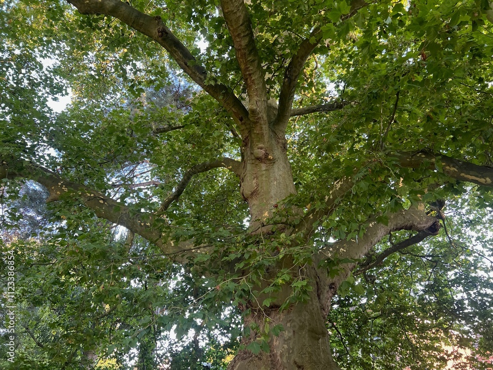 Obraz premium Beautiful tree with green leaves growing outdoors