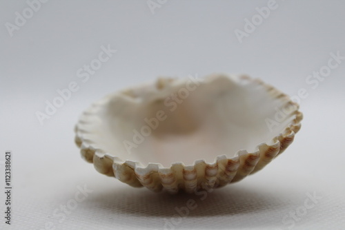 Beautiful sea shells of common cockle isolated on a white background. Cerastoderma edule. Decorative ribbed oval seashells of edible saltwater clams. photo