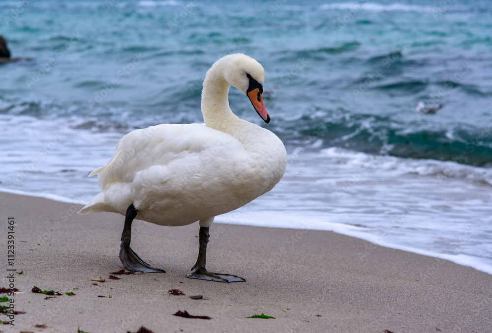 Obraz premium The mute swan Cygnus olor - an adult swan with a red beak walks on the sand near the edge of the Black Sea