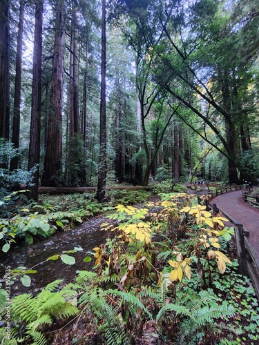 Scenic view of a serene redwood forest pathway, surrounded by lush greenery and towering trees.