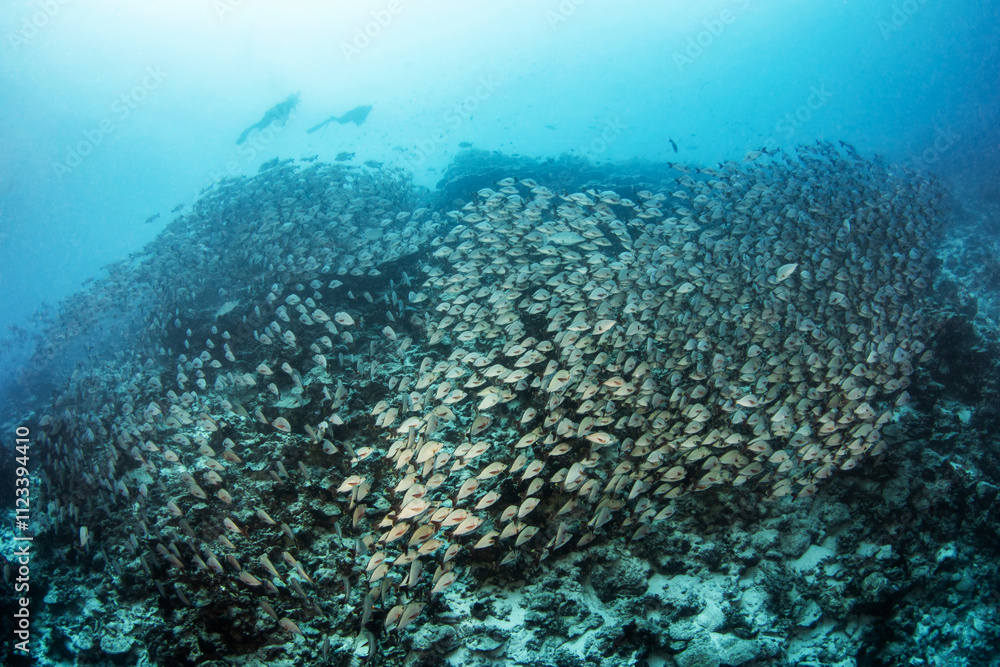 Fototapeta premium Humpack red snapper, French Polynesia 