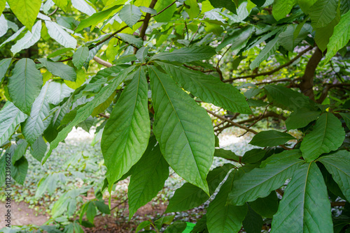 leaves of Asimina triloba aka American paw paw, small deciduous tree native to the eastern United States and southern Ontario, Canada