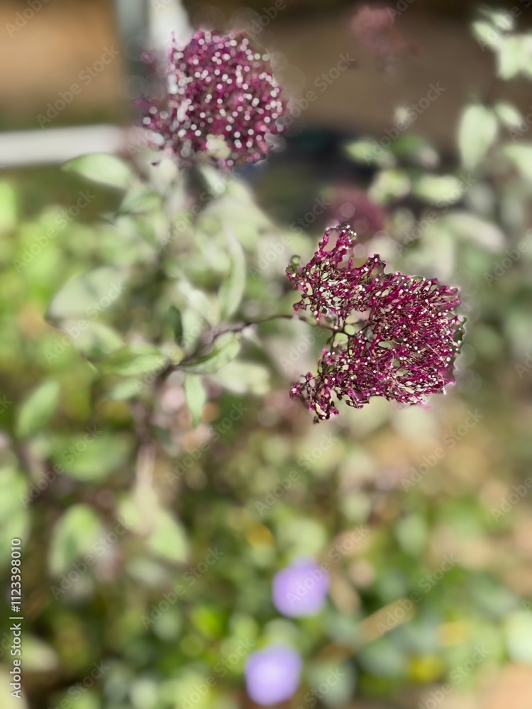 flowers in the forest