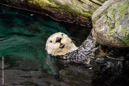 Obraz na płótnie Playful Sea Otter Swimming and Holding On to a Rock