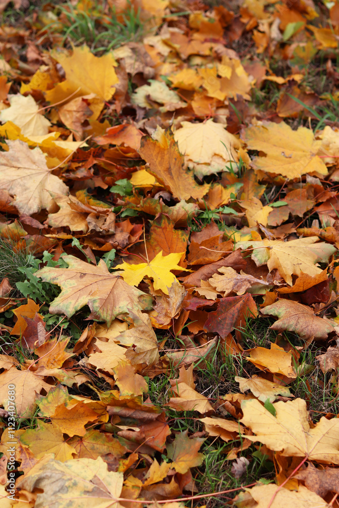 Fallen autumn leaves on the grass in the park. Yellow fallen leaves on the ground. Autumn background, selective focus. Fallen autumn leaves form the ground cover on the lawn in the park Fallen autumn leaves on the grass in the park. Yellow fallen leaves on the ground. Autumn background, selective focus. Fallen autumn leaves form the ground cover on the lawn in the park