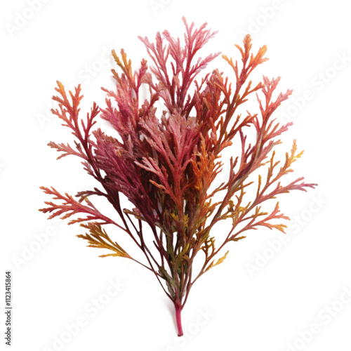 Seaweed plant  isolated on transparent background 
