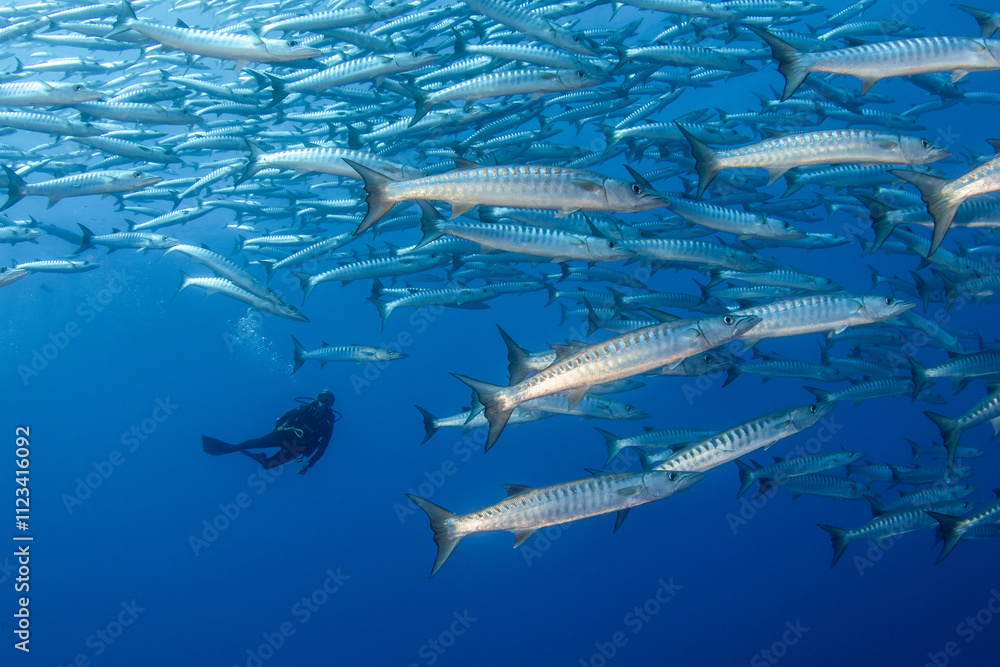 Obraz premium Barracuda, French Polynesia