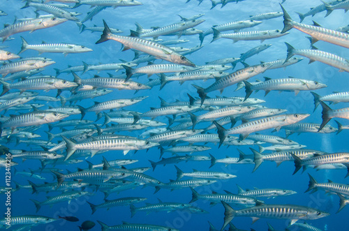 Barracuda, French Polynesia photo