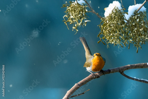  Un pettirosso (Erithacus rubecula) appollaiato su un ramo si piega sulle zampe mentre guarda verso l'alto un cespuglio di vischio.