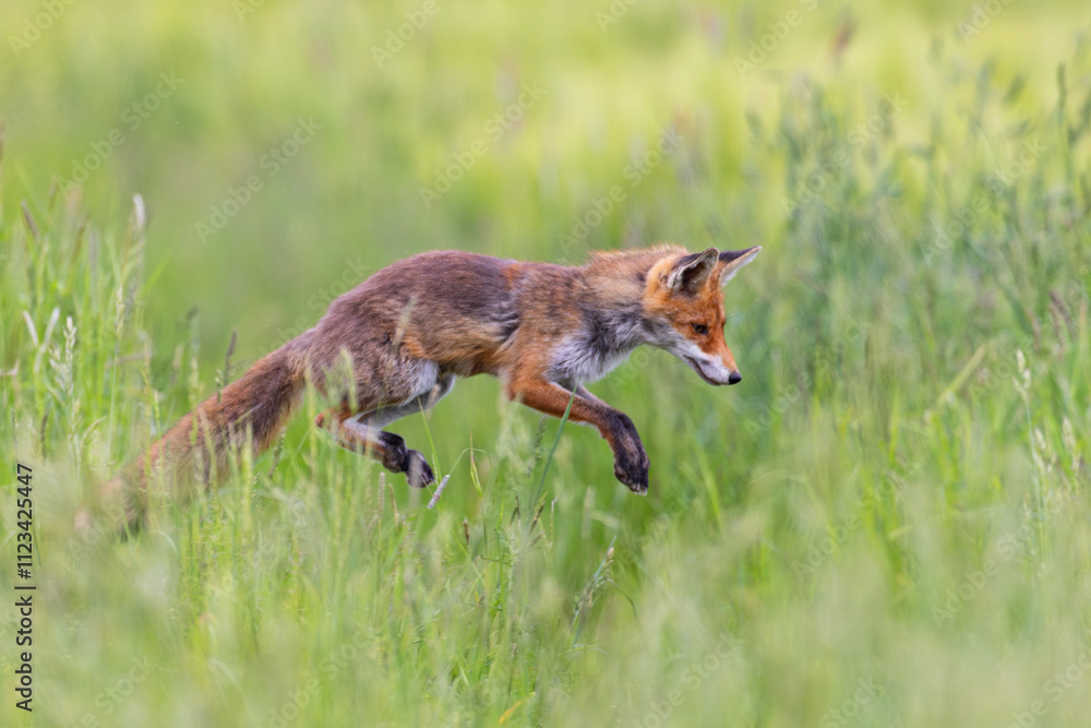Obraz premium Red fox (Vulpes vulpes) hunting and jumping in meadow, Hesse, Germany
